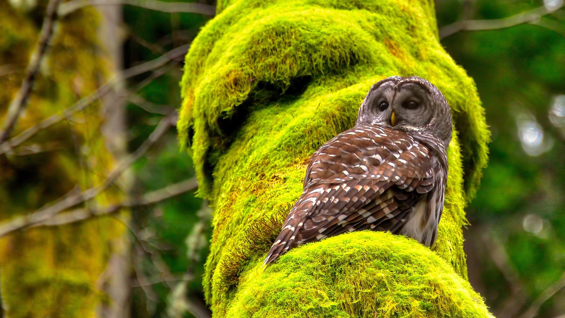 AC米兰淘汰希腊，迪亚斯上演冠军级表现