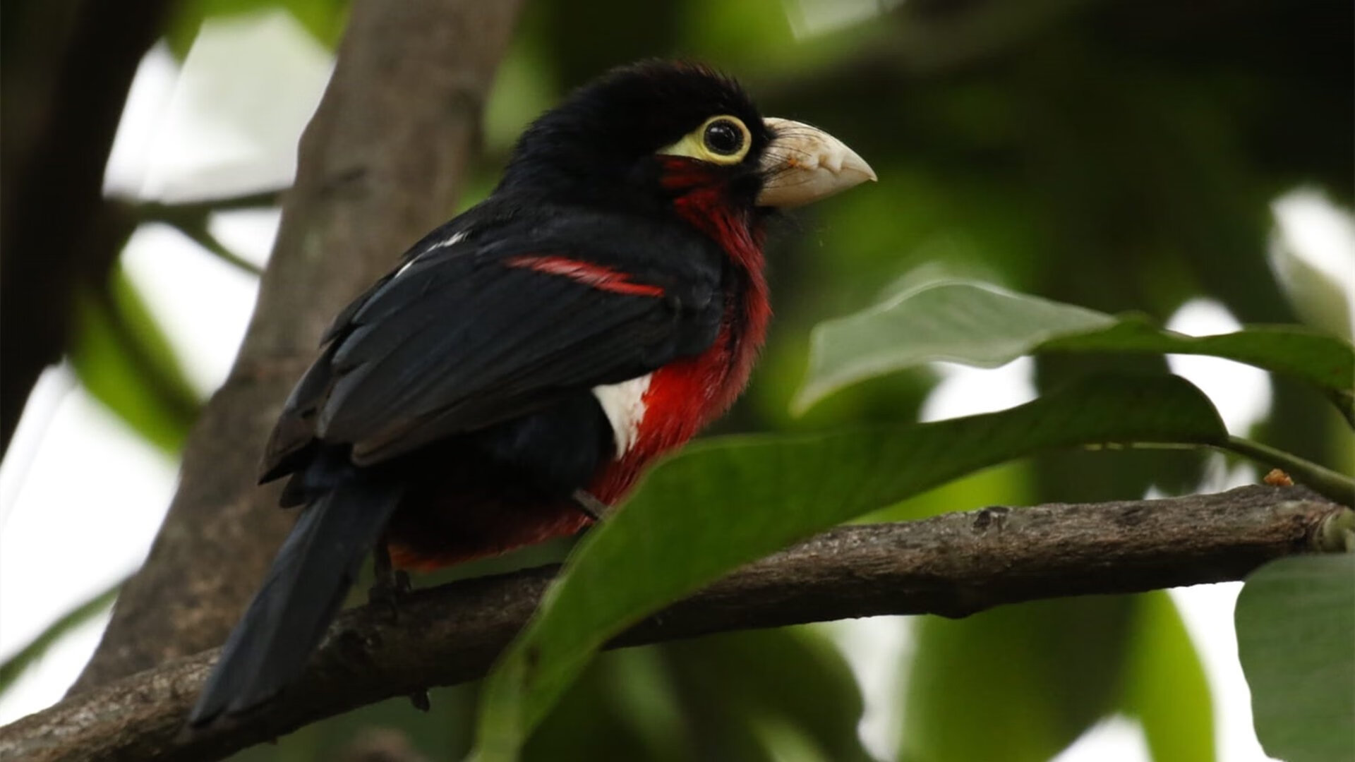 利拉德时刻撕裂圣城，开拓者旋风般的胜利背后的大场面基因