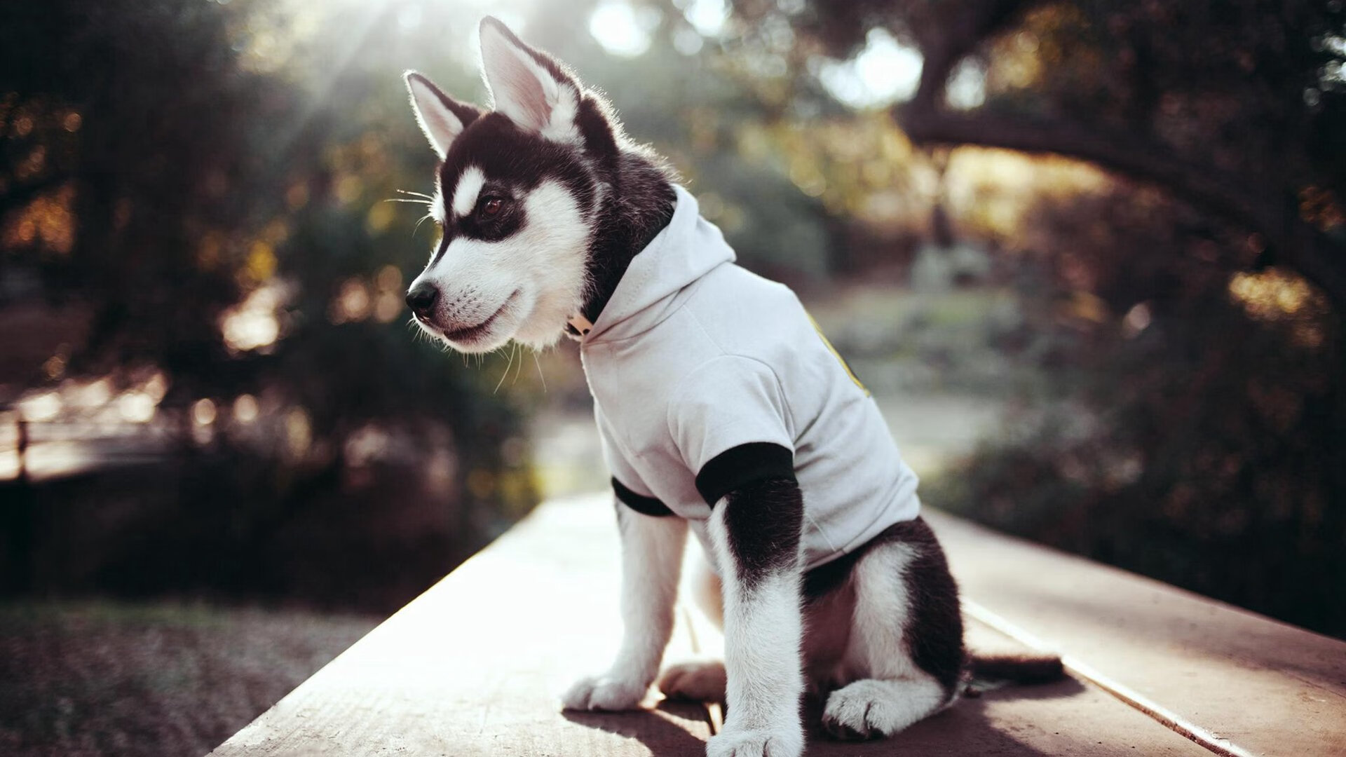 涡轮增压的征服，红牛环的闪电如何击穿瑞士军刀的精密